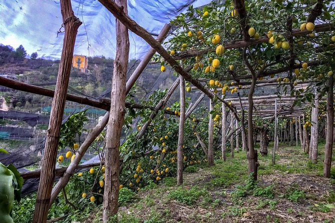 Private Tour: The Path of the Lemons - Price and value: is $155 fair for what you get?