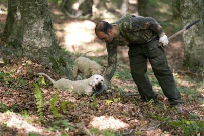 Private Tour: Truffle-Hunting Experience from Naples with Lunch - The Morning Drive: Around Vesuvius, Partenio, and Avellino