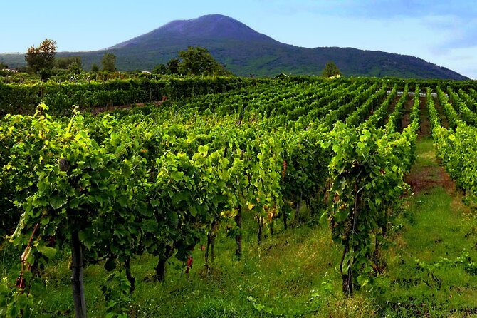 Private Wine Tour,lunch,8 wines, dedicated sommelier and trasport - 3-Course Farm-to-Table Lunch at the Sorrentino Farmhouse