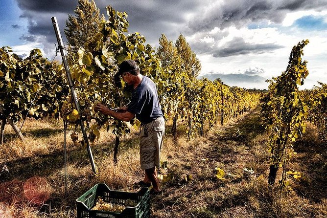 Scenic Wine Tasting & Lunch on the Slopes of Vesuvius from Naples - Key things you’ll notice on this Vesuvius wine lunch