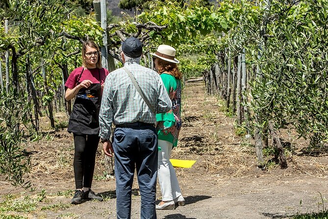 Scenic Wine Tasting & Lunch on the Slopes of Vesuvius from Naples - Staff and drivers matter: when the day feels personal