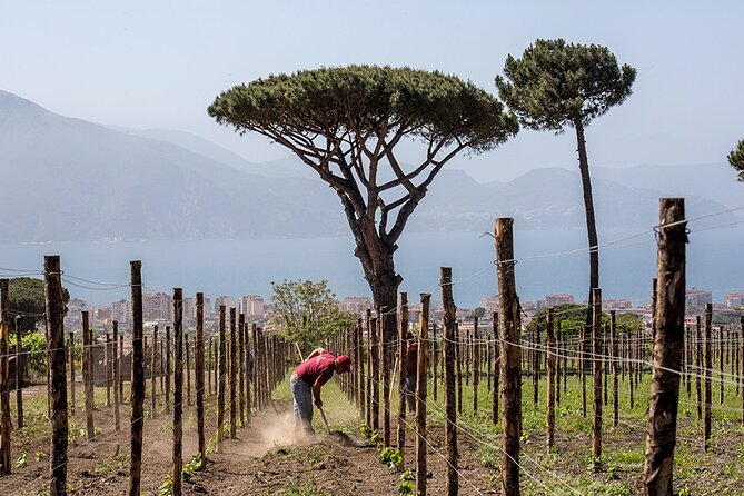 Scenic Wine Tasting & Lunch on the Slopes of Vesuvius from Naples - How long it lasts (and why you may feel “rushed”)