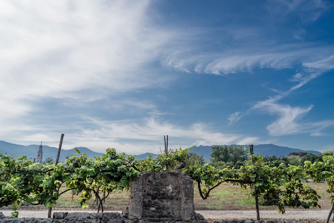 Seafood Lunch & Wine Tasting with Scenic Golf Cart Tour - Getting to Via Antonio Segni and riding the golf cart