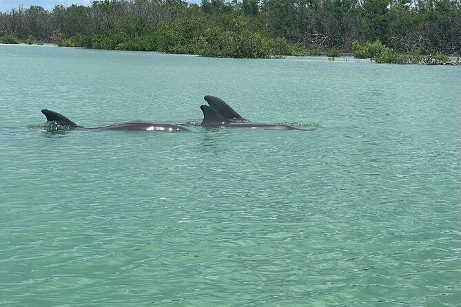 Self Guided EcoTour: Clear/Standard Kayaks -Bonita Springs - Staff Support: Mike’s Help Makes Self-Guided Less Stressful