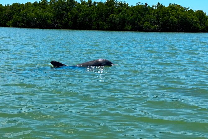 Self Guided EcoTour: Clear/Standard Kayaks -Bonita Springs - Mangroves on a Busy Morning: Yes, You Can Still Find Tranquility
