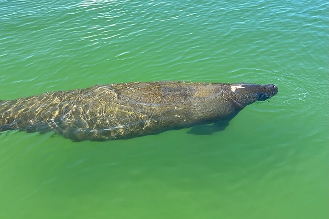 Self Guided EcoTour: Clear/Standard Kayaks -Bonita Springs - Who This Is Best For