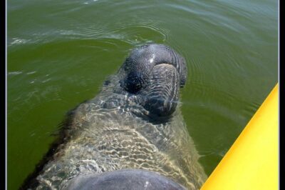 Small Group Boat, Kayak and Walking Guided Eco Tour Everglades - The Boat Ride Out to Remote Everglades and the 10,000 Islands