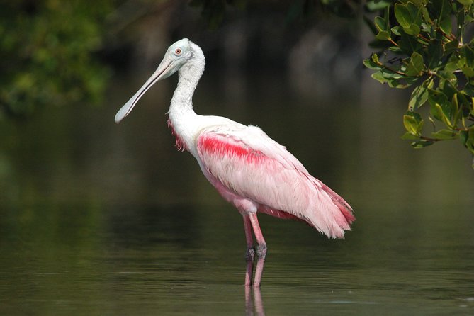Small-Group Everglades Boating Kayaking and Walking Eco Tour - How this Everglades tour works (and why the mix matters)