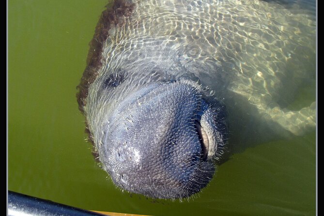 Small-Group Everglades Boating Kayaking and Walking Eco Tour - Wildlife spotting: what you can realistically hope for