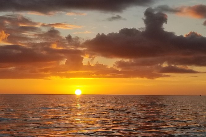 Sunset Private Boat Trip in Naples FL with Secluded Island Stop with your Dog - Mangrove cruise wildlife: dolphins, manatees, and birds at close range