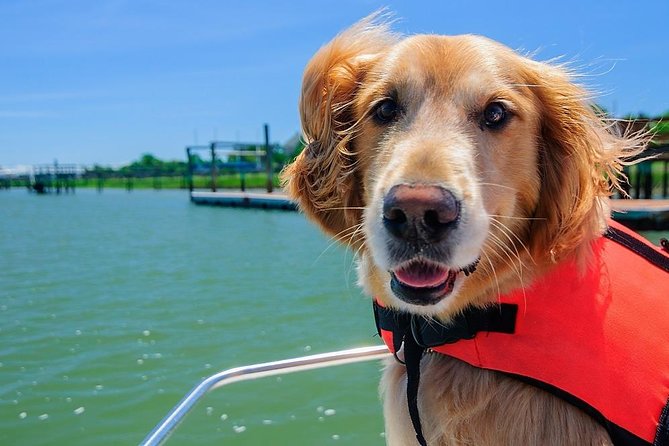 Sunset Private Boat Trip in Naples FL with Secluded Island Stop with your Dog - Keewaydin Island stop: the secluded walk and swim moment your dog will remember