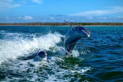 Ten Thousand Islands Eco/Dolphin Tour - Shelling on remote beaches: how the guide turns sand into a lesson
