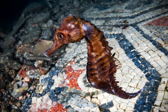 Try Scuba Diving and Underwater Roman Ruins in Baia from Naples - Key moments worth your attention