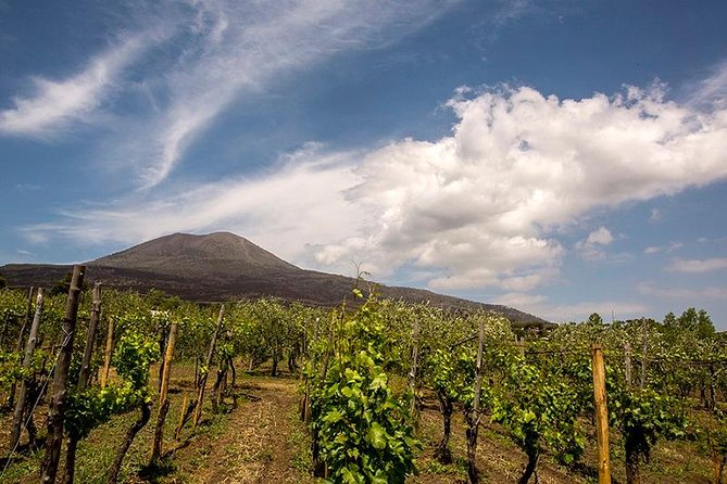 Vesuvio Gran cono + Wine Tasting & Lunch + Transfer from Naples - Key highlights to know before you go