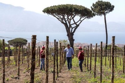 Vesuvio Gran cono + Wine Tasting & Lunch + Transfer from Naples - Cantina del Vesuvio with the Russo family: what the vineyard stroll is really for