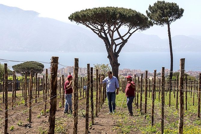 Vesuvio Gran cono + Wine Tasting & Lunch + Transfer from Naples - Cantina del Vesuvio with the Russo family: what the vineyard stroll is really for