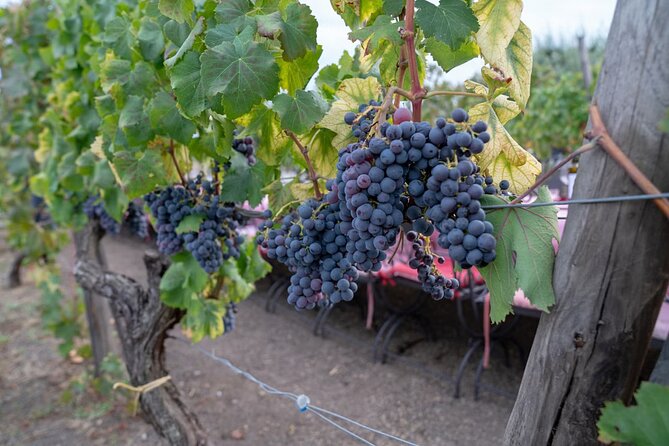 Vesuvius Wine Tasting Experience with Lunch Included - Vegetarian and Vegan Options: Plan Ahead, Then Relax