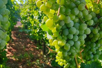 Vesuvius wine tasting with company tour - Vineyard terrace walk: why the view is part of the tasting