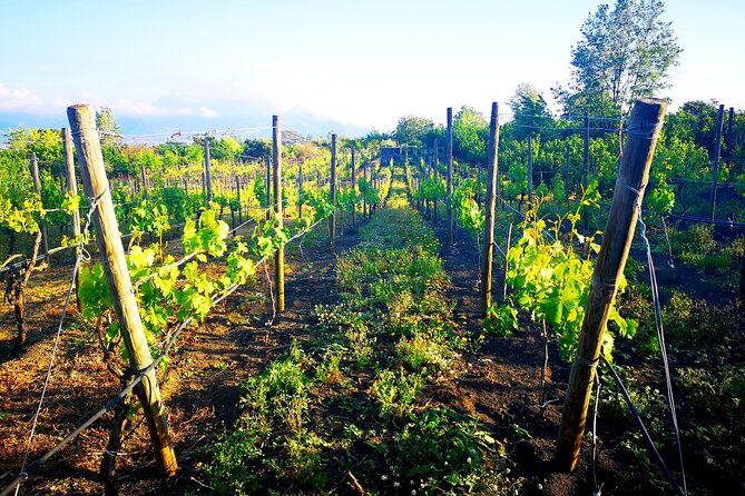 Visit 2 wine producers with tasting and transportation included - Key Points to Know Before You Go