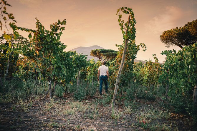 Wine Tasting and Winery Tour in Vesuvio National Park with Lunch - Vineyard walk: organic, ungrafted vines, and Caprettone