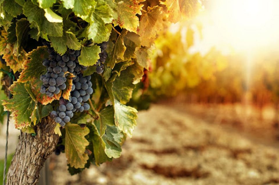 Wine Tasting Experience on the slopes of Vesuvius - Key things to know before you go