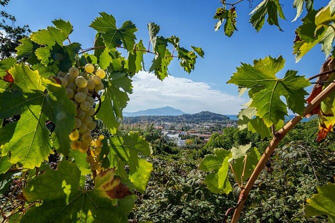 Wine Tasting in Campi Flegrei from Naples - The wine tasting: four Campi Flegrei wines plus local pairings