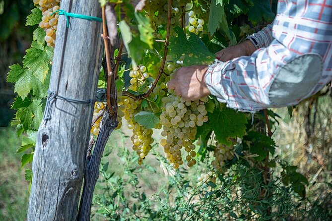 Wine Tasting in Campi Flegrei from Naples - Small-group energy (and why that matters when tasting)