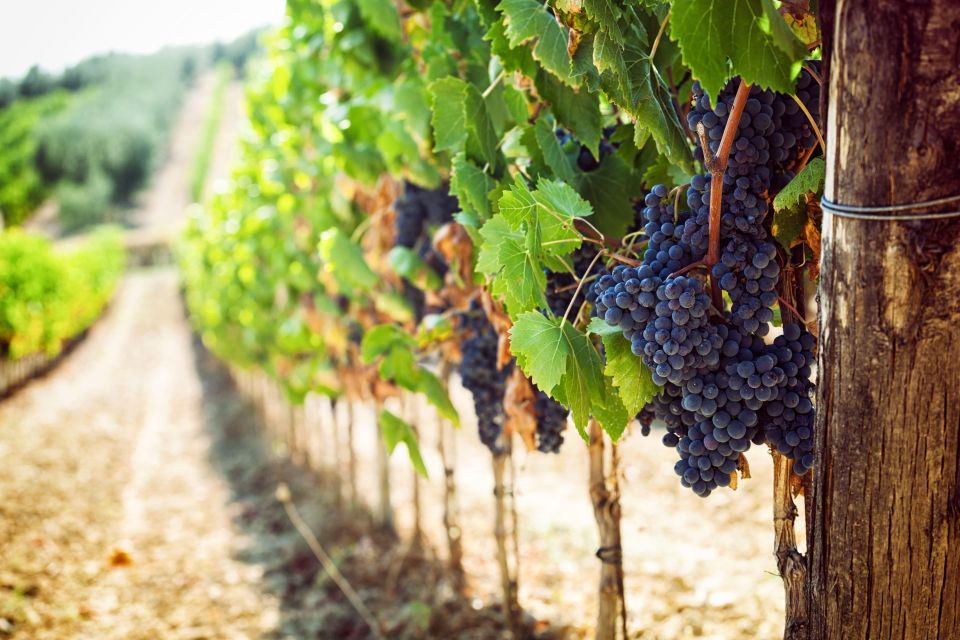 Wine tasting in the Vesuvius National Park - Timing, comfort, and who this tour suits best