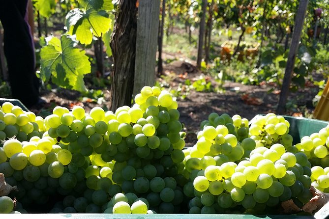 Wine Tour and Lunch with Winetasting and Vineyard Visit - Key highlights worth marking on your map