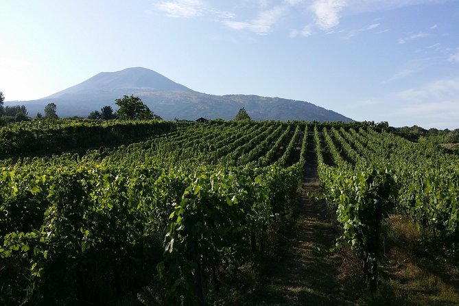 Wine Tour and Lunch with Winetasting and Vineyard Visit - Buying wine and souvenirs: what to expect