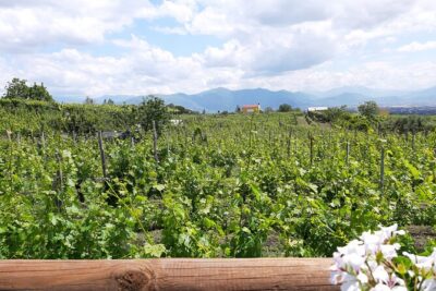 Wine Tour and Lunch with Winetasting and Vineyard Visit - The vineyard walk: learning how wine is grown and made