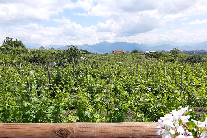 Wine Tour and Lunch with Winetasting and Vineyard Visit - The vineyard walk: learning how wine is grown and made